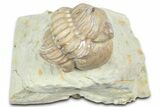 Enrolled Kainops Trilobite - Black Cat Mountain, Oklahoma #362990-1